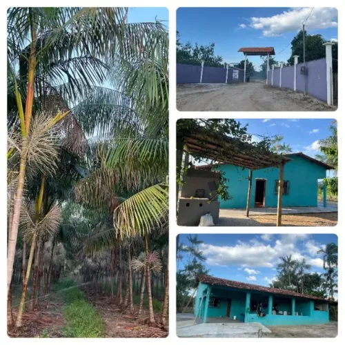 Lindo açaizal em Castanhal