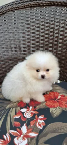 Spitz Alemão. Doçura e fofura que encanta!