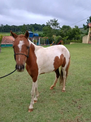 Pônei Fêmea a Venda 