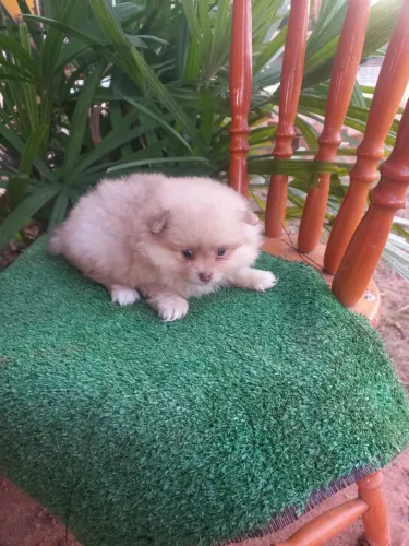 Filhote Spitz alemão Anã fêmea