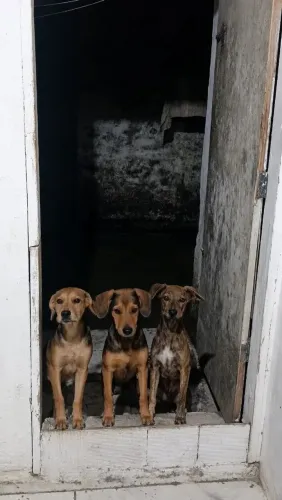 Cachorros