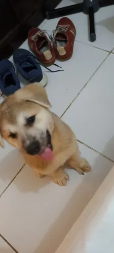 Animais de estimação 