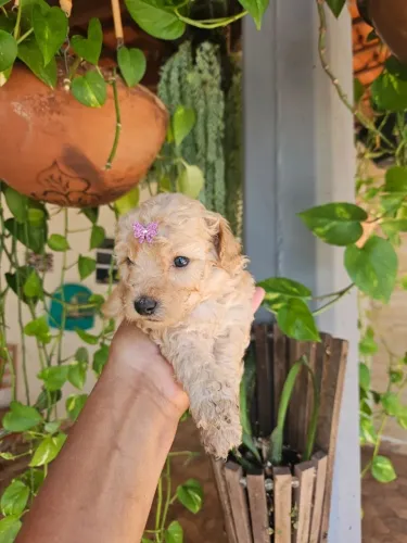 Poodle Macho e fêmea Mini
