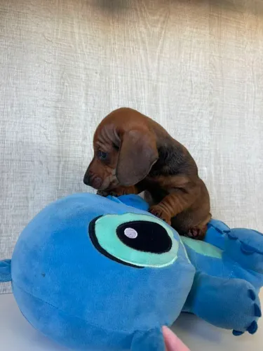Miniatura Salsicha Dachshund