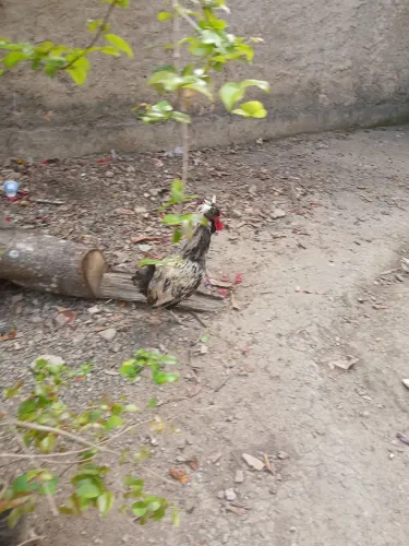 Galo polones