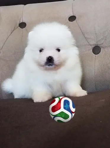 Machinho de Spitz alemão 