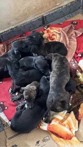 Filhotes de galgo a venda