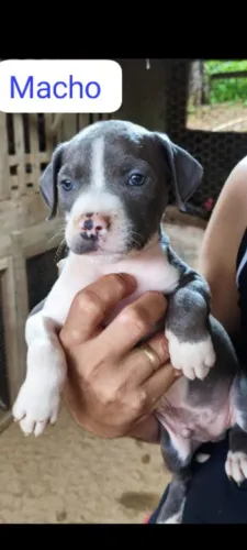 Pitbull com Monsters 