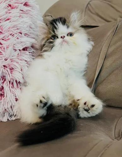 Persa