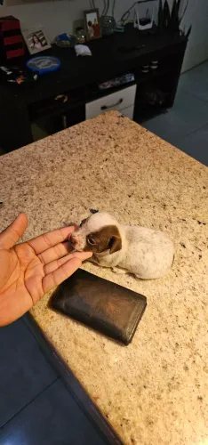 Pinscher femea micro