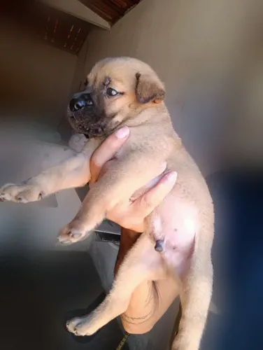 Chow Chow com Rottweiler