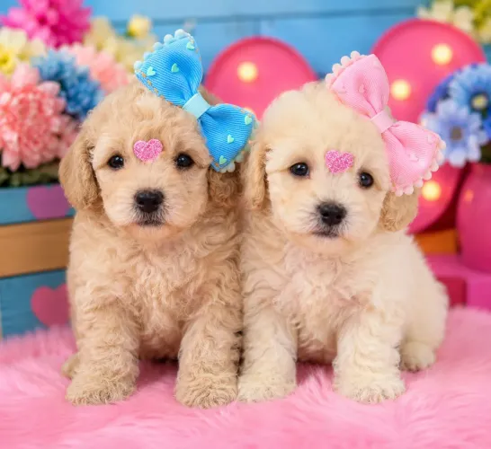 Poodle toy : Macho e fêmea