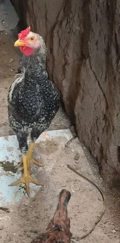 Frangos caipira