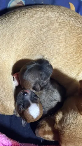 CHIHUAHUA MACHO PELO LONGO
