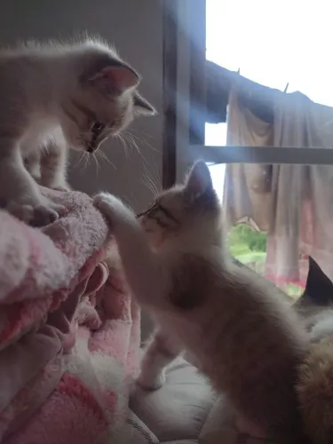Gatinho doação