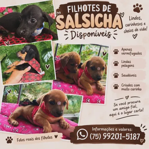 Filhotes salsicha macho e fêmea 