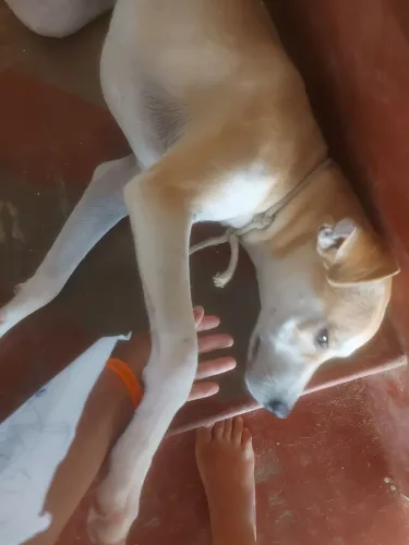 Adoçao