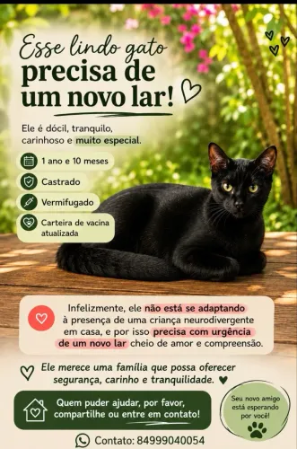 Esse gatinho precisa de um novo lar.