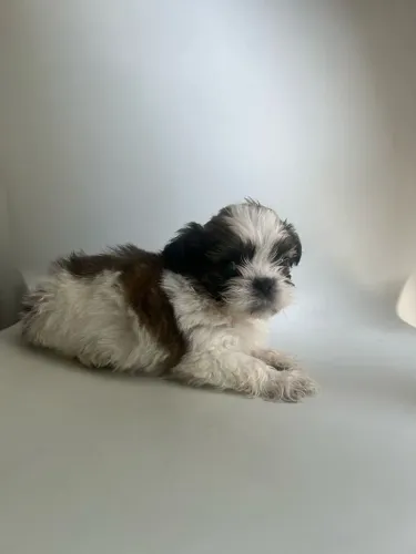 Filhote shih tzu, Os filhotes mais amorosos da cidade estão prontos para um lar!