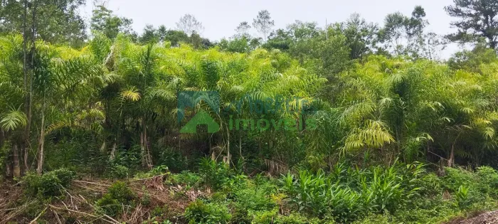 Fazenda Cabloca - 30mil pés de pupunha.