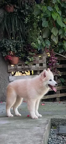 Filhote Husky siberiano pelagem wooly
