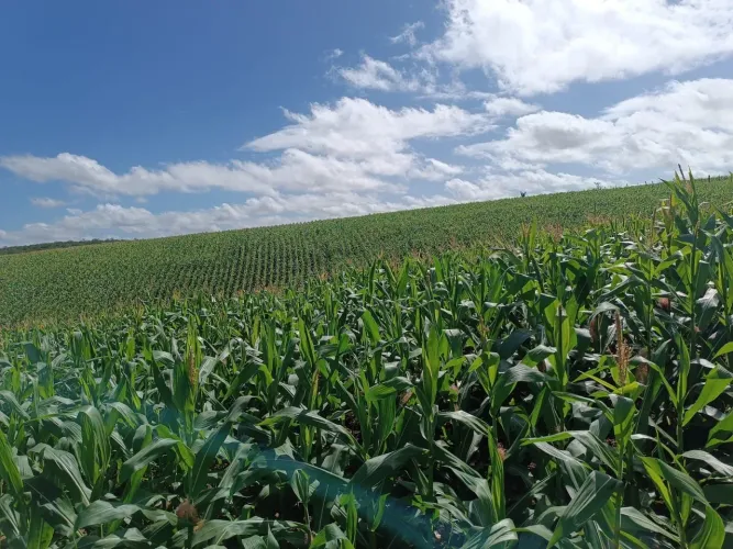 Terreno plano ótimo para milho e gado