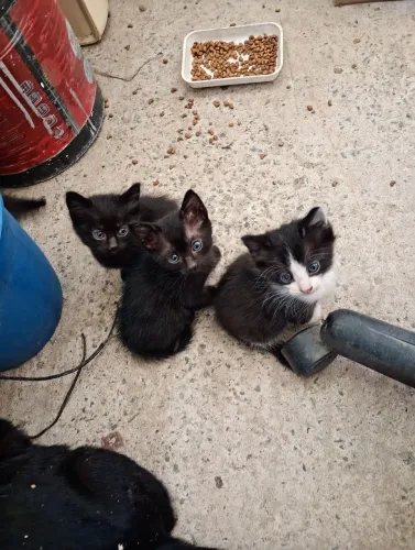 Filhotes de gato