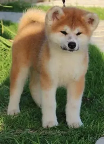 Akita Inu macho Disponível a pronta entrega