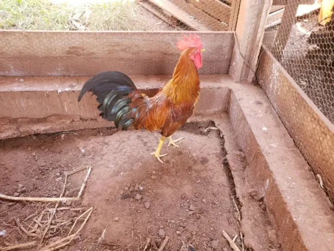 galo bankiva