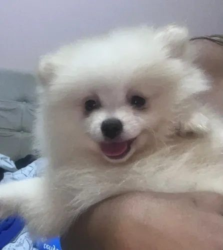 Lulu da Pomerânia, Spitz Alemão