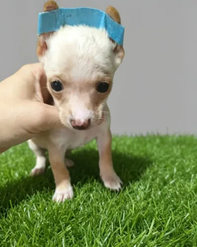 Filhotes de Pinscher Disponíveis