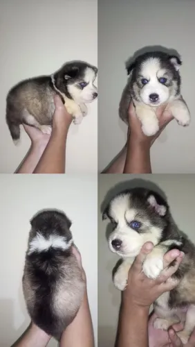 Cachorro