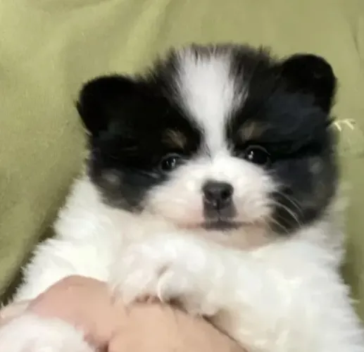 Filhotinhos spitz alemão/lulu da pomerânia dócil e linhagem selecionada