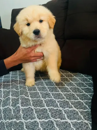 Golden Retriever 