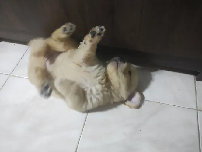 Golden retrivier