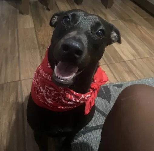 Cadela fêmea para doação