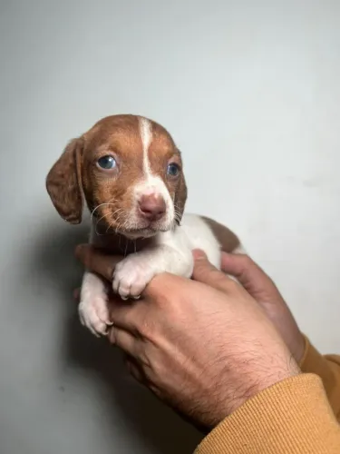 Divertidos os Dachshund do amor