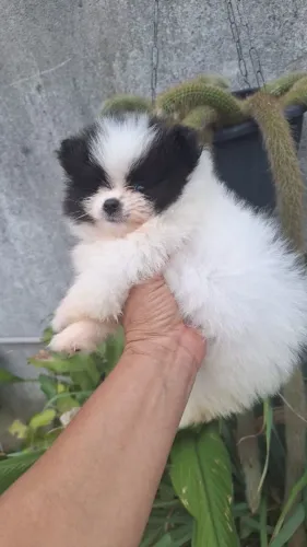 Lulu da pomerania 