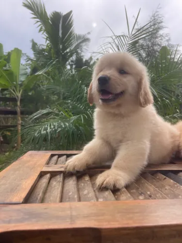 Golden Retrivier