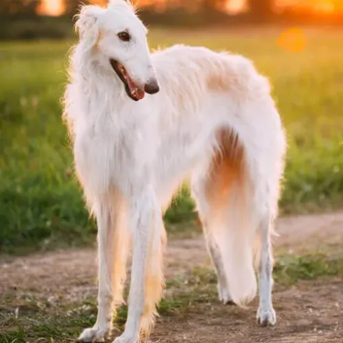 Filhote de borzoi Branco galgo