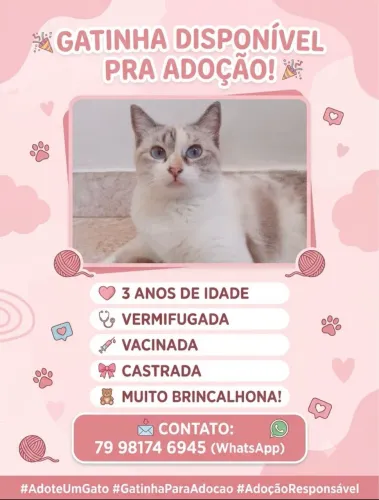 Gata para adoção responsável