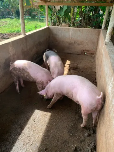Porcos a venda 