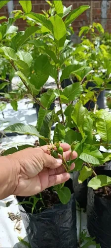 Mudas de Goiaba Paluma Produzindo