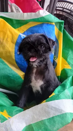 Pug com shitzu