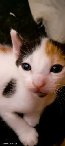 Gata filhote para adoção