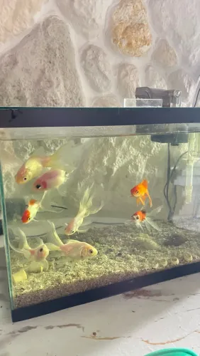 2 AQUÁRIO DE 20 litros completo