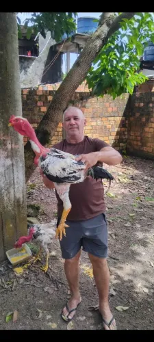 Estou vendendo 2 galo Indio gigante polaco