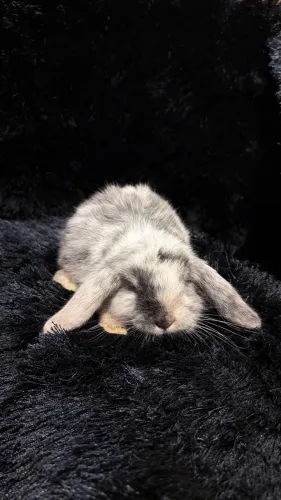 Filhote de Coelho - Mini Lop