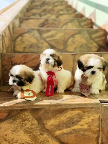 Shih Tzu carinhoso
