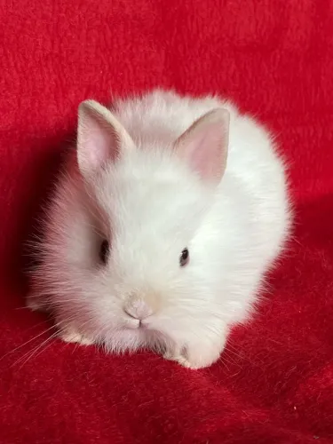 Coelhos Minis e Anões